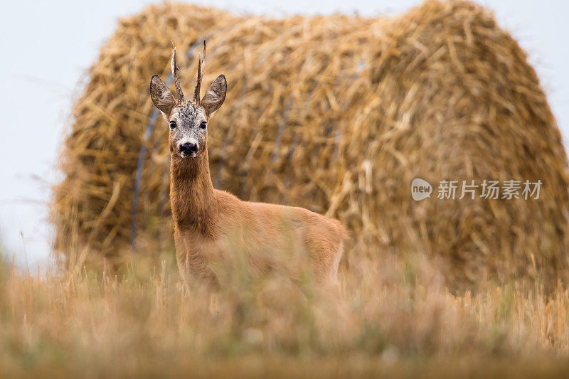 鹿(学名:Capreolus Capreolus)